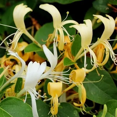 Жимолость ХАЛЛИАНА японская (Хелиана) в Курске