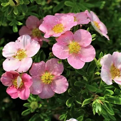 Лапчатка ЛАВЛИ ПИНК кустарниковая в Курске