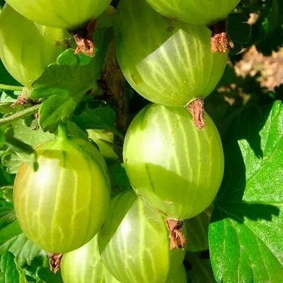 Крыжовник МАЛАХИТ  Крыжовник МАЛАХИТ в Курске