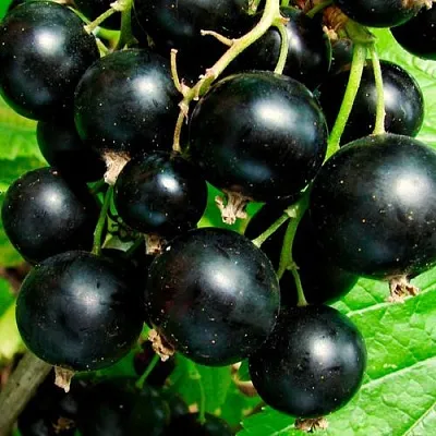 Чёрная  Чёрная в Курске