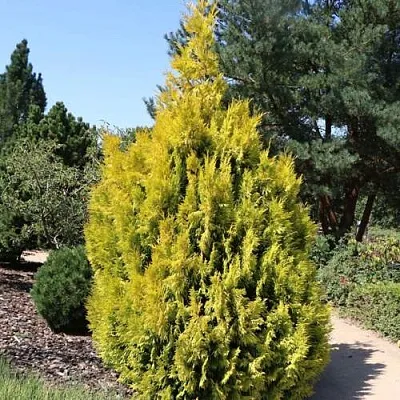 Туя СТОУНХАМ ГОЛД складчатая  Туя СТОУНХАМ ГОЛД складчатая в Курске