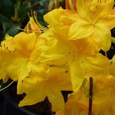 Азалия ЛИМЕТТА листопадная   Азалия ЛИМЕТТА листопадная  в Курске