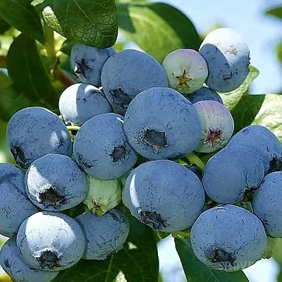 Голубика НУИ в Курске