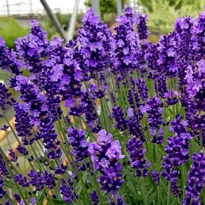 Лаванда ХИДКОТ БЛЮ узколистная в Курске