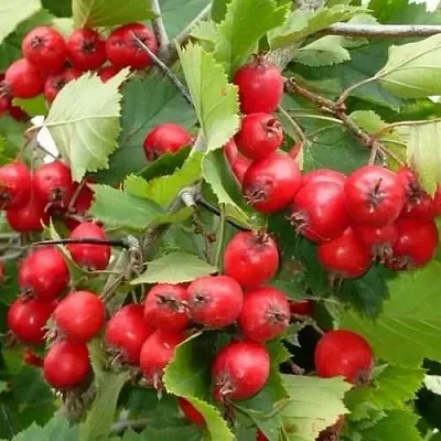 Боярышник СВАЯК  Боярышник СВАЯК в Курске