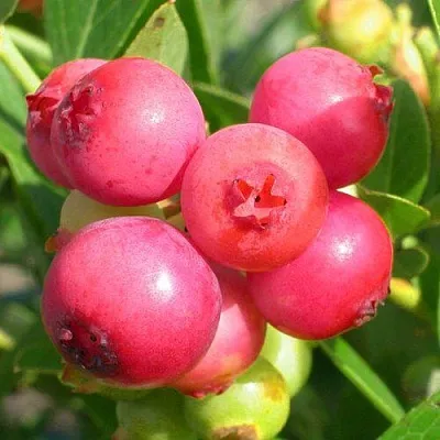 Голубика ПИНК ЛИМОНАД в Курске