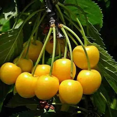 Черешня ЧЕРМАШНАЯ  Черешня ЧЕРМАШНАЯ в Курске