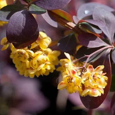 Барбарис  Барбарис в Курске