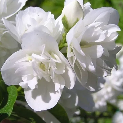 Жасмин ЖИРАНДОЛЬ в Курске