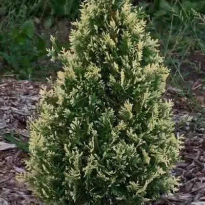 Туя БРАБАНТ ВАРИЕГАТТА западная — описание сорта Туя БРАБАНТ ВАРИЕГАТТА западная в Курске