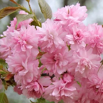 Сакура РОЗЕА ПЛЕНА  Сакура РОЗЕА ПЛЕНА в Курске