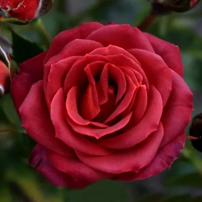 Саженцы роз ЧОКОЧИНО спрей  Саженцы роз ЧОКОЧИНО спрей в Курске