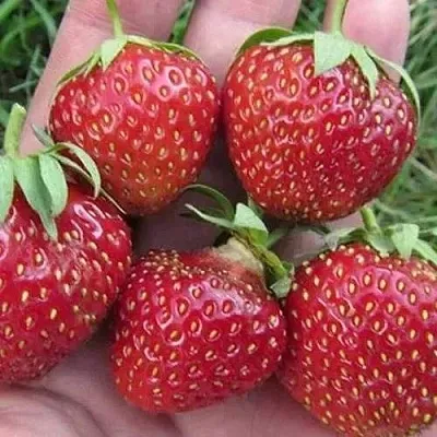 Клубника ВИМА ЗАНТА  Клубника ВИМА ЗАНТА в Курске