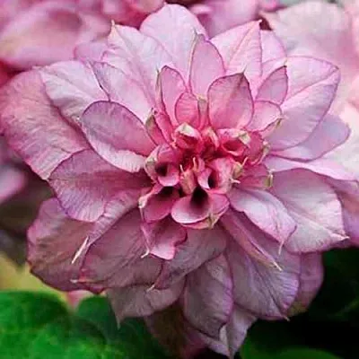 Клематис ИННОСЕНТ ГЛАНС  Клематис ИННОСЕНТ ГЛАНС в Курске