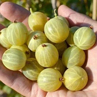 Крыжовник БЕРИЛЛ  Крыжовник БЕРИЛЛ в Курске