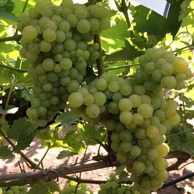 Виноград КИШМИШ 311  Виноград КИШМИШ 311 в Курске