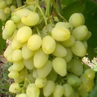 Виноград ЗАРНИЦА  Виноград ЗАРНИЦА в Курске