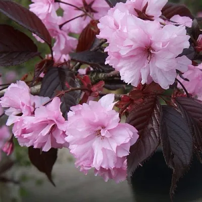 Сакура РОЯЛ БУРГУНДИ  Сакура РОЯЛ БУРГУНДИ в Курске