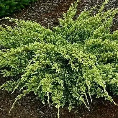 Можжевельник ДРИМ ДЖОЙ чешуйчатый  Можжевельник ДРИМ ДЖОЙ чешуйчатый в Курске