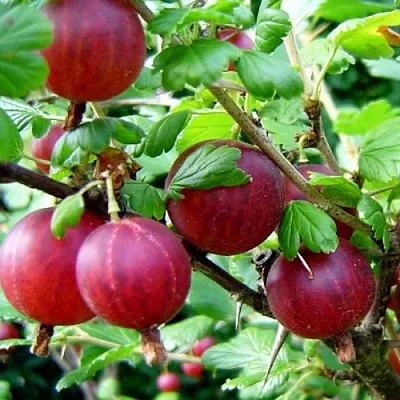 Крыжовник КОНСУЛ  Крыжовник КОНСУЛ в Курске