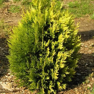 Туя КОППЕР ГОЛД западная  Туя КОППЕР ГОЛД западная в Курске