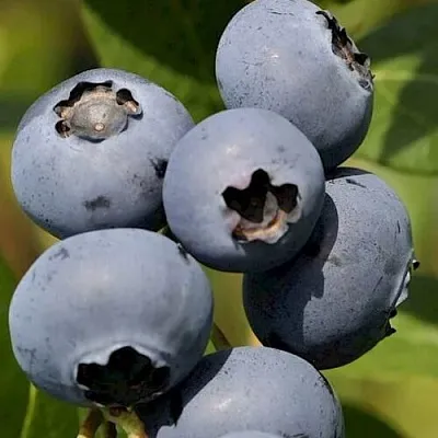 Голубика ЧАНДЛЕР в Курске