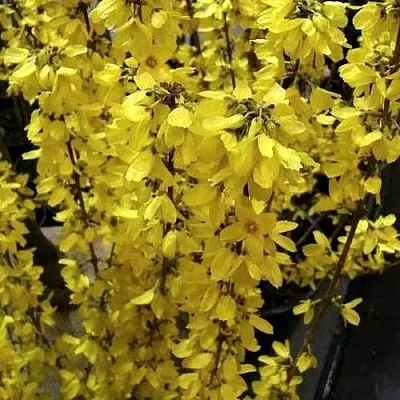 Форзиция ГОЛДРАУШ в Курске