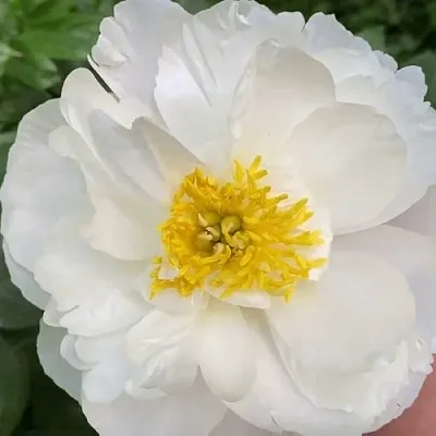 Пион ДУБЛИН травянистый  Пион ДУБЛИН травянистый в Курске