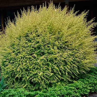 Жимолость  Жимолость в Курске