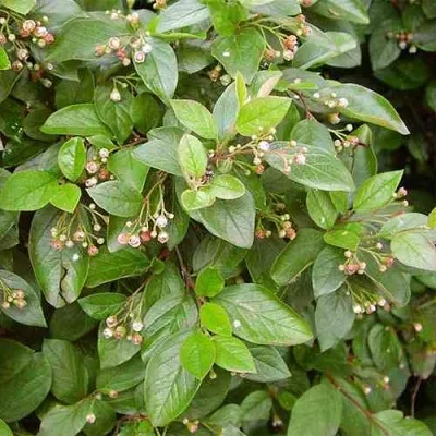 Кизильник блестящий — описание сорта Кизильник блестящий в Курске