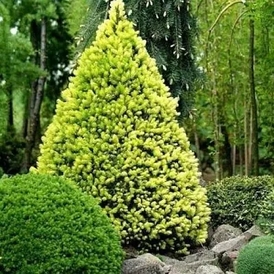 Ель РЕЙНБОУЗ ЭНД сизая  Ель РЕЙНБОУЗ ЭНД сизая в Курске