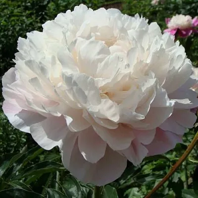 Пион ВОГ травянистый  Пион ВОГ травянистый в Курске