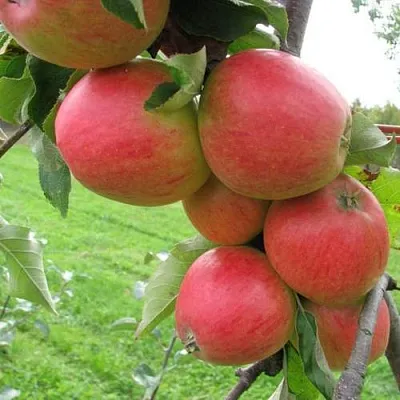 Яблоня ПИККОЛО  Яблоня ПИККОЛО в Курске