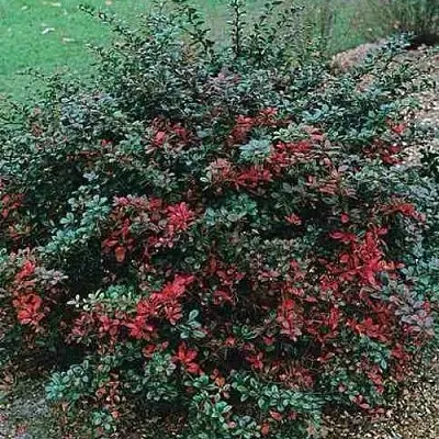 Барбарис РЕД ДЖЕВЕЛ средний   Барбарис РЕД ДЖЕВЕЛ средний  в Курске