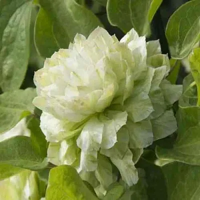 Клематис КОХАНА  Клематис КОХАНА в Курске