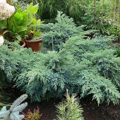 Можжевельник БЛЮ ШВЕД (СВИД) чешуйчатый  Можжевельник БЛЮ ШВЕД (СВИД) чешуйчатый в Курске