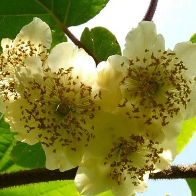 Актинидия АТЛАС (МУЖСКОЙ) в Курске