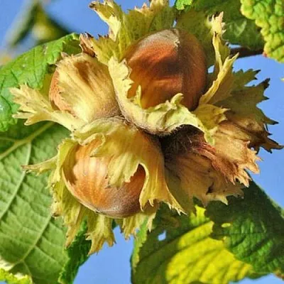 Фундук ТОНДА РОМАНА  Фундук ТОНДА РОМАНА в Курске