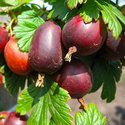 Крыжовник ЧЕРНОСЛИВОВЫЙ  Крыжовник ЧЕРНОСЛИВОВЫЙ в Курске