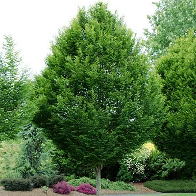 Граб  Граб в Курске