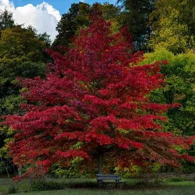 Дуб болотный  Дуб болотный в Курске