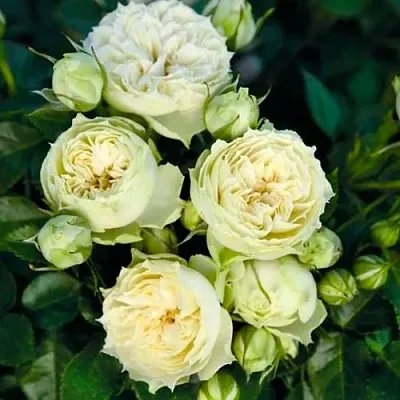 Саженцы роз БЛАНШЕТТ спрей  Саженцы роз БЛАНШЕТТ спрей в Курске