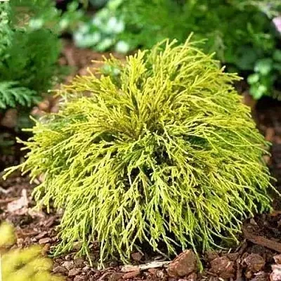 Кипарисовик ВАВЕЛ горохоплодный  Кипарисовик ВАВЕЛ горохоплодный в Курске