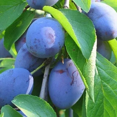 Слива ПЕРДРИГОН в Курске