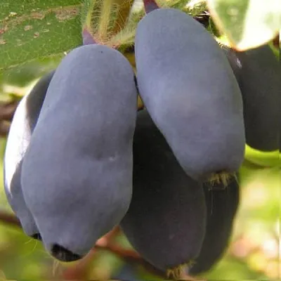 Жимолость съедобная КРУПНОПЛОДНАЯ в Курске