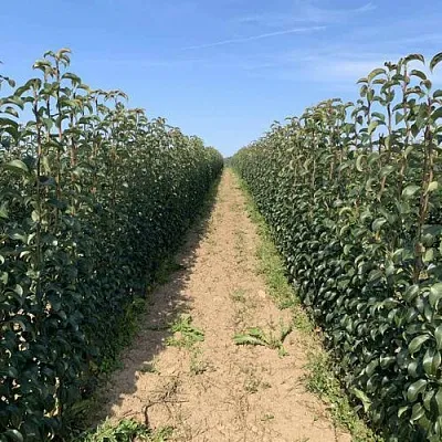 Саженцы почтой и ТК в Курске