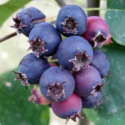 Ирга SLEYT  Ирга SLEYT в Курске