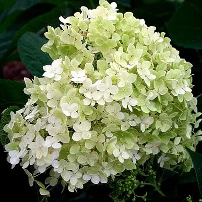 Гортензия СТЕРИЛИС древовидная  в Курске