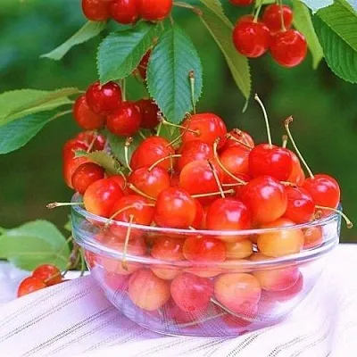 Черешня НАСЛАЖДЕНИЕ  Черешня НАСЛАЖДЕНИЕ в Курске