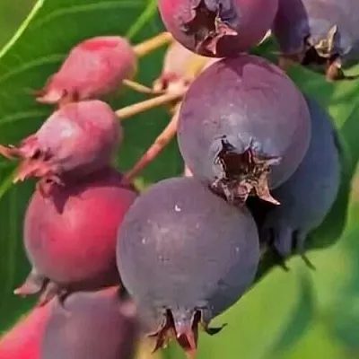 Ирга MANDAN  Ирга MANDAN в Курске